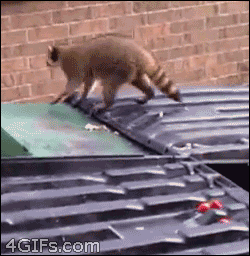 raccoon jump.gif