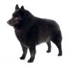 Schipperke